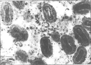 关于兽用生物制品的正确打开方式(一)