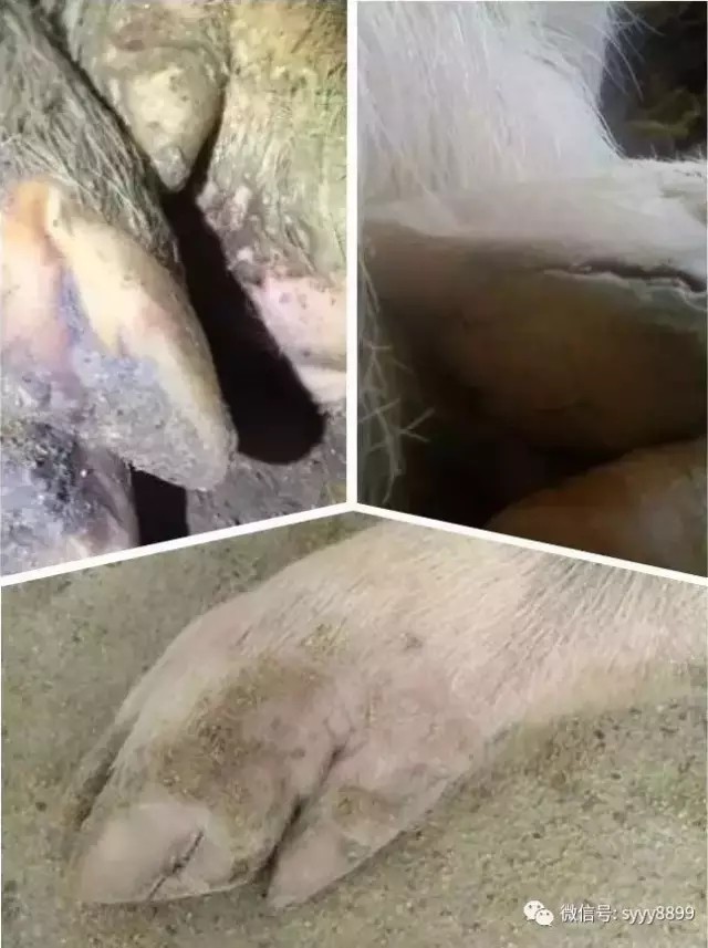 猪蹄开裂，原来这个病才是罪魁祸首！