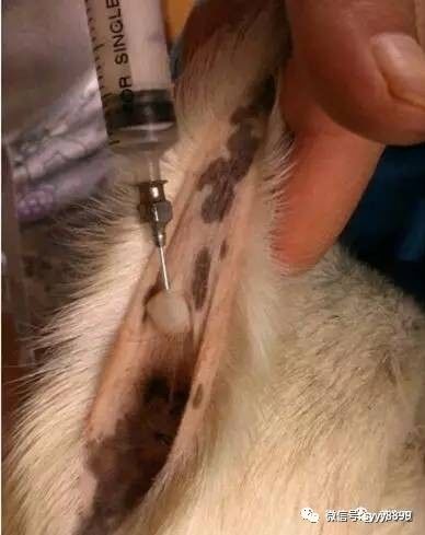 治疗牛羊的方法都在这了