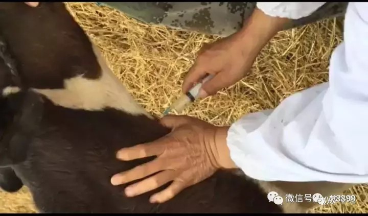 治疗牛羊的方法都在这了