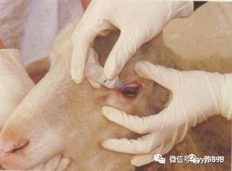 治疗牛羊的方法都在这了