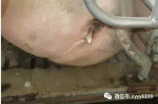 工艺决定疗效，猪场抗菌药更佳选择