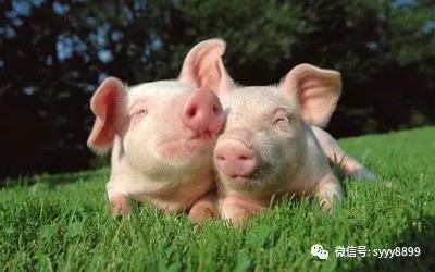 猪链球菌病的诊断及防治